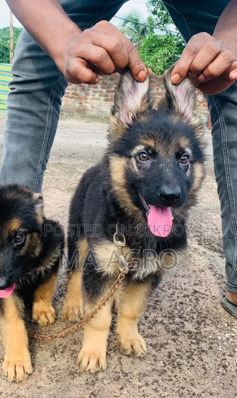 1-3 Months Male Purebred German Shepherd