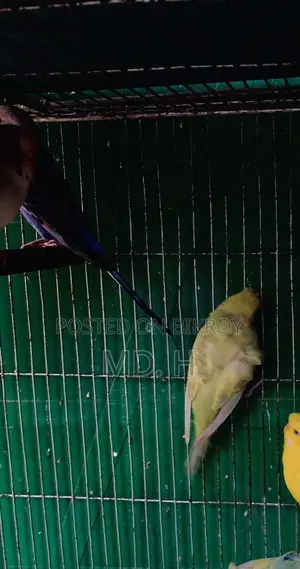 রেইনবো Rainbow Dilute JP Double Crested Female
