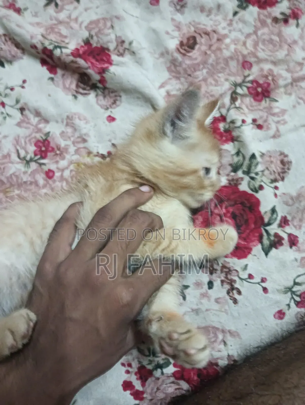 ১-৩ মাসের ফিমেল পিওরব্রেড পার্সিয়ান