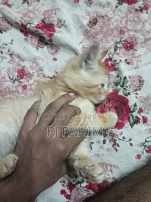 ১-৩ মাসের ফিমেল পিওরব্রেড পার্সিয়ান