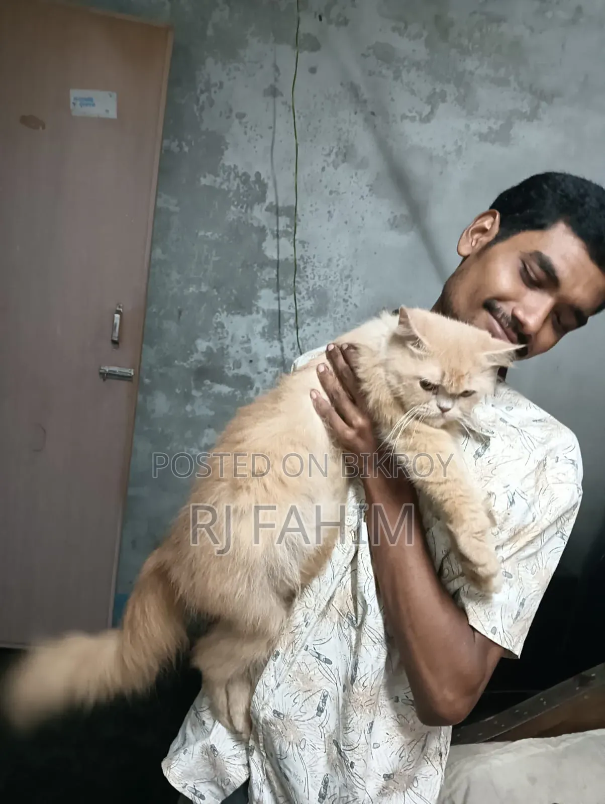 ১-৩ মাসের ফিমেল পিওরব্রেড পার্সিয়ান