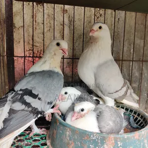 রাশিয়ান এঞ্জেল রানিং পেয়ার (বাচ্চা ছাড়া)