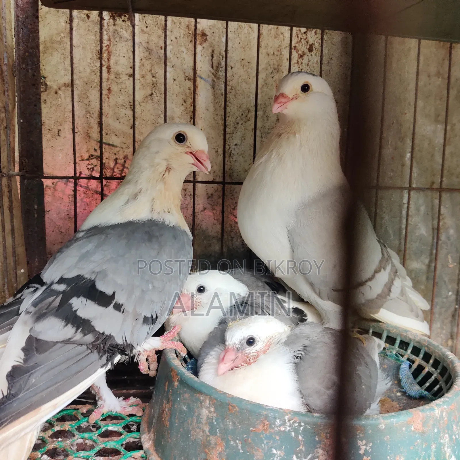 রাশিয়ান এঞ্জেল রানিং পেয়ার (বাচ্চা ছাড়া)