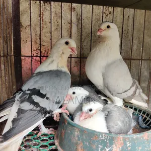 রাশিয়ান এঞ্জেল রানিং পেয়ার (বাচ্চা ছাড়া)