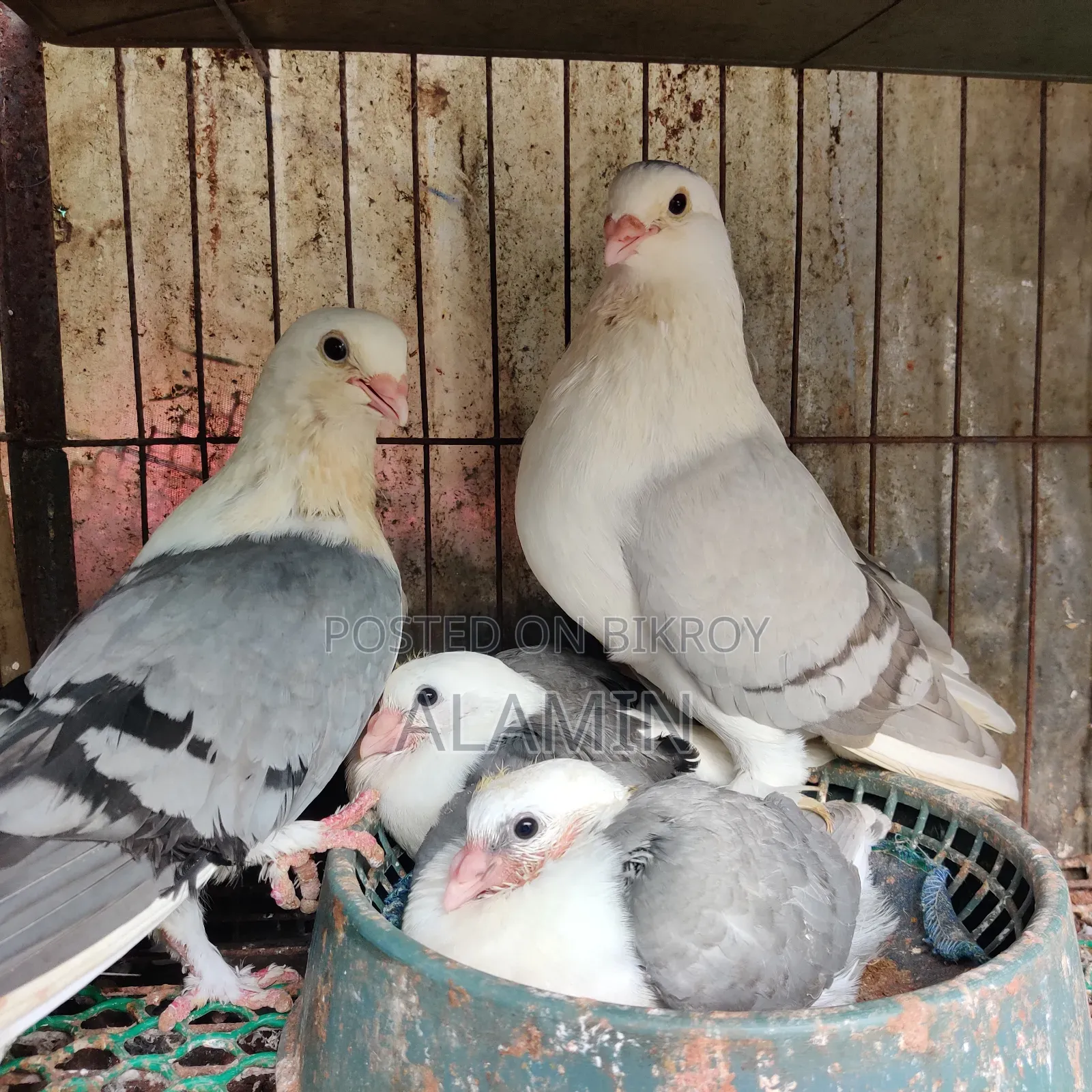 রাশিয়ান এঞ্জেল রানিং পেয়ার (বাচ্চা ছাড়া)