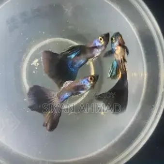 ব্লু হেড সামুরাই মাত্র ১০০/- টাকায়