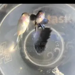 ব্লু হেড সামুরাই মাত্র ১০০/- টাকায়