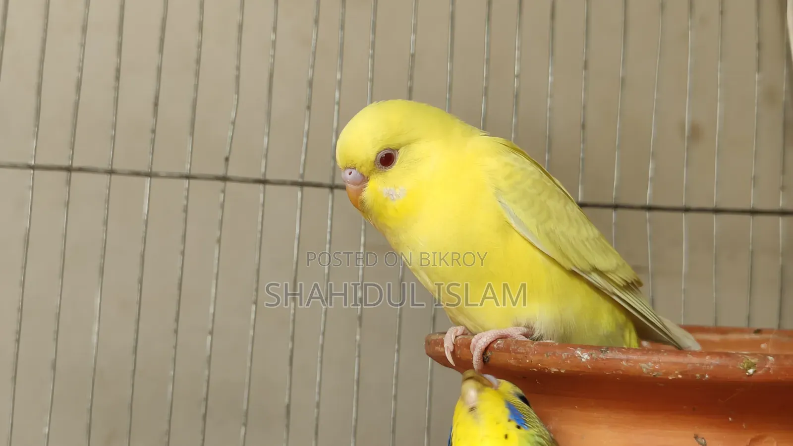 বাজিগর ৩টা ক্লাসিক এবং ১টি লুটিনো (Red Eye)