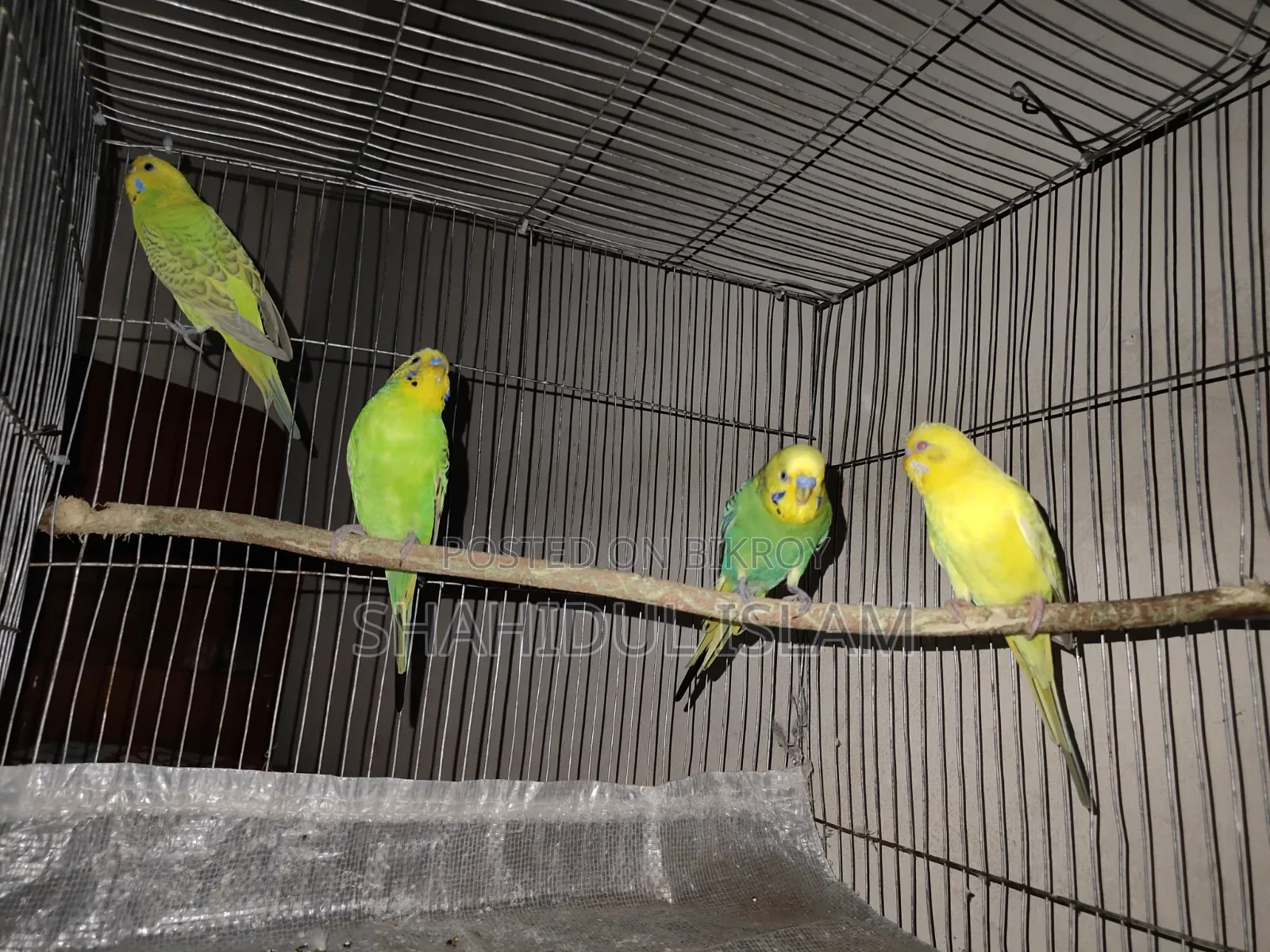 বাজিগর ৩টা ক্লাসিক এবং ১টি লুটিনো (Red Eye)