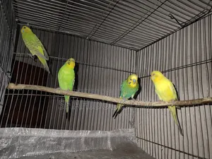 বাজিগর ৩টা ক্লাসিক এবং ১টি লুটিনো (Red Eye)