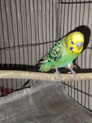 বাজিগর ৩টা ক্লাসিক এবং ১টি লুটিনো (Red Eye)