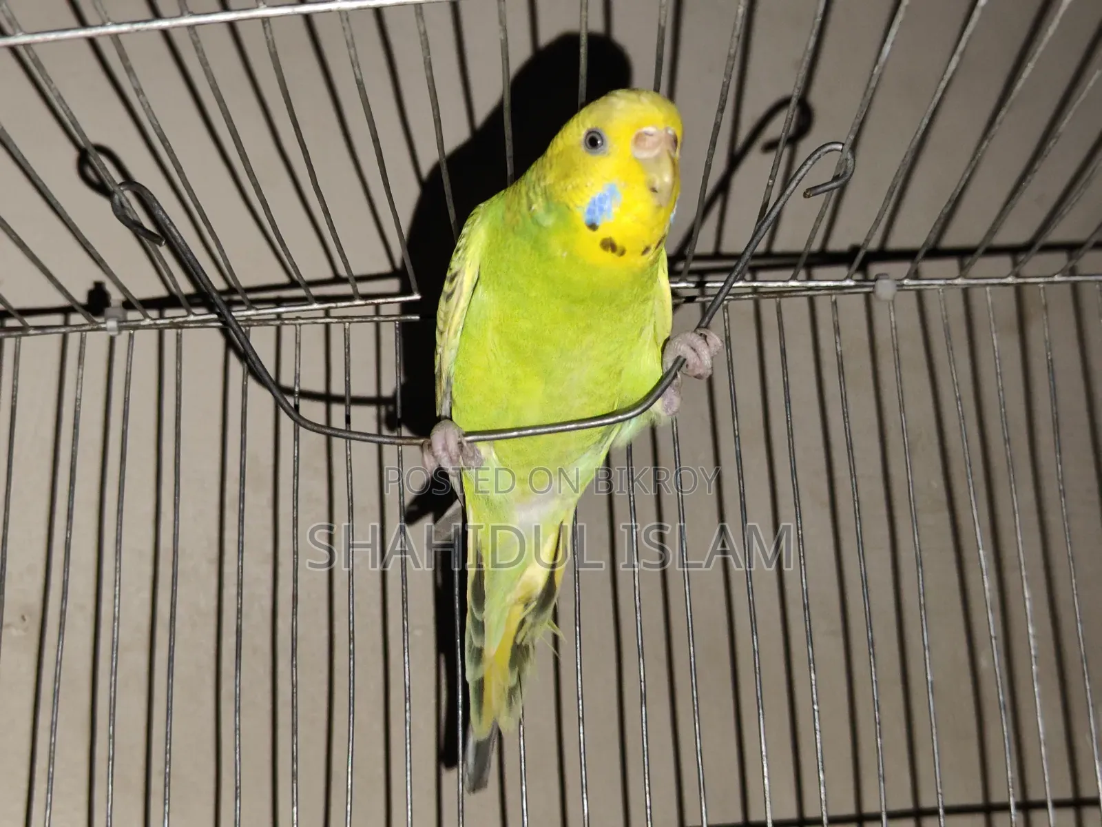 বাজিগর ৩টা ক্লাসিক এবং ১টি লুটিনো (Red Eye)