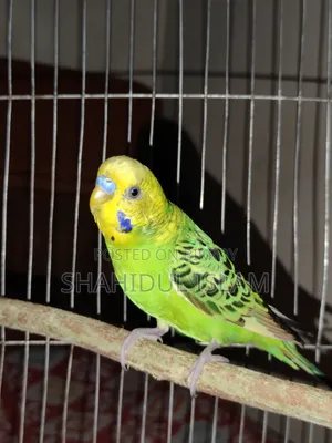 Budgerigar 1 Classic and 1 Lutino (Red Eye)