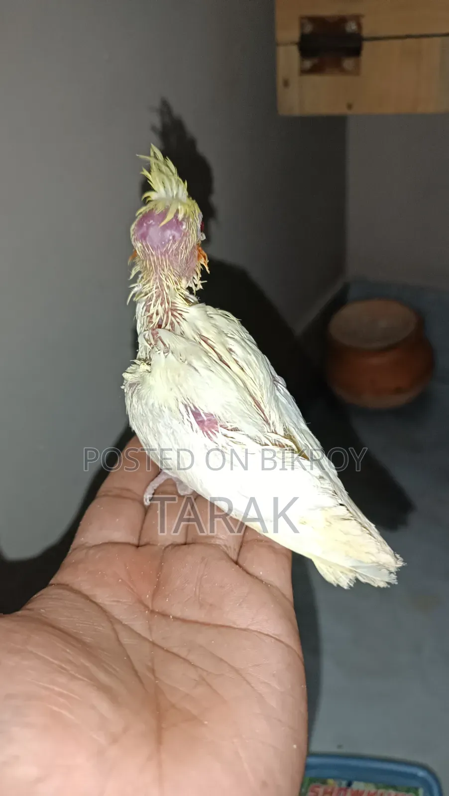লুটিনো ককাটেল হ্যান্ড ফিডিং বেবি