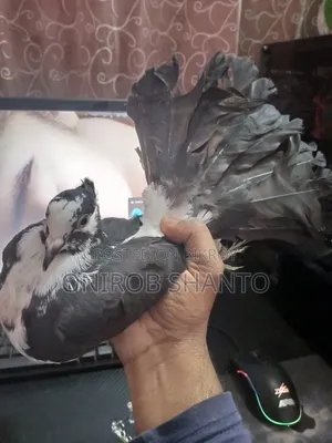 1 Piece Lokha Pigeon