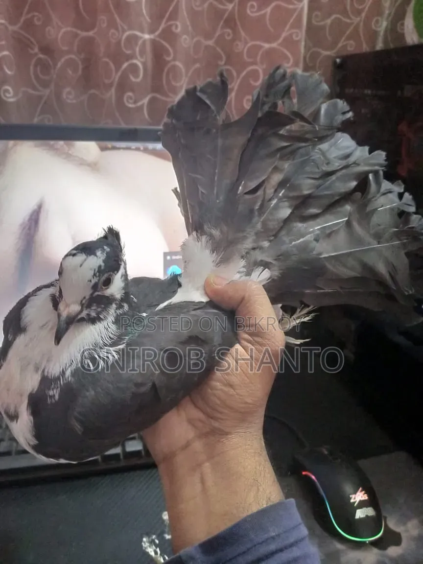 1 Piece Lokha Pigeon