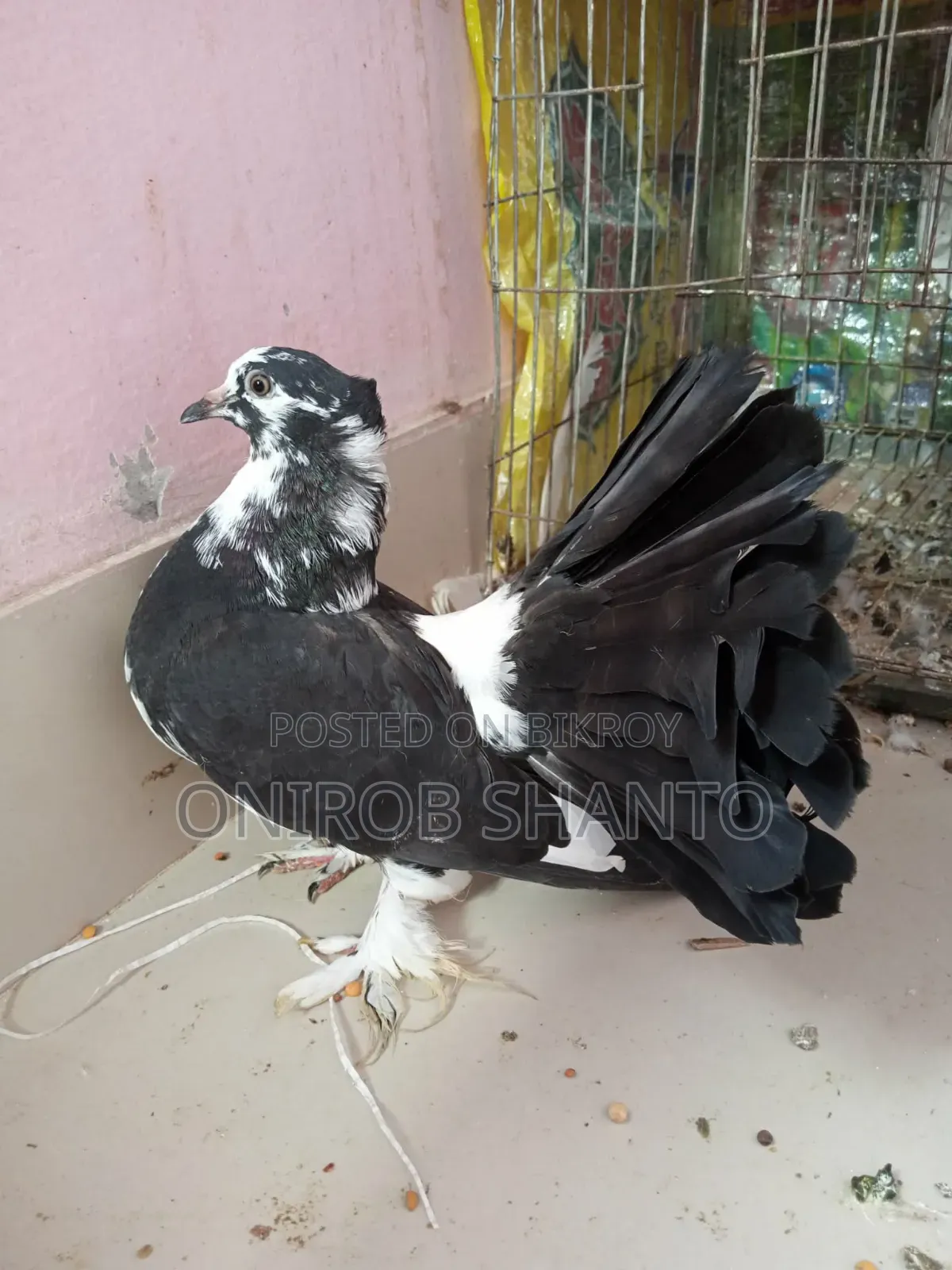 1 Piece Lokha Pigeon