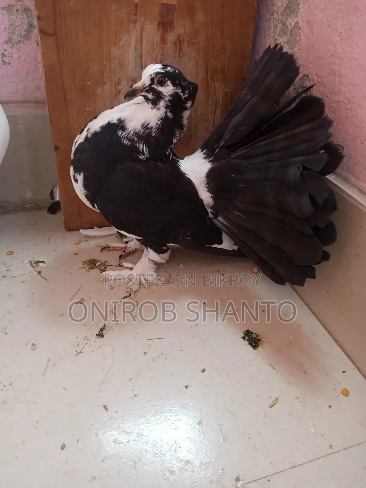 1 Piece Lokha Pigeon