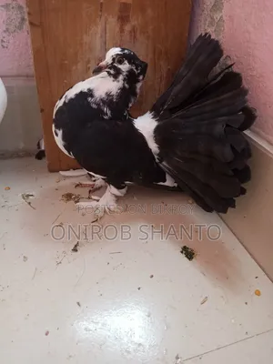 1 Piece Lokha Pigeon