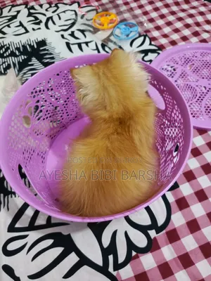 ১-৩ মাসের খাঁটি জাতের পার্সিয়ান নারী ছানা