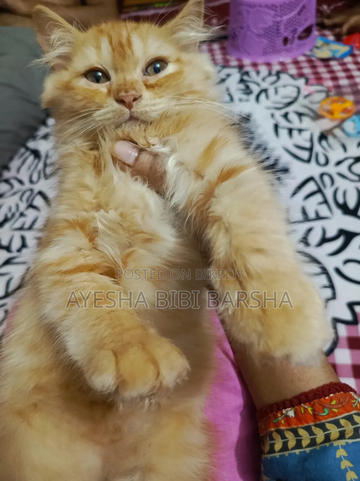 ১-৩ মাসের খাঁটি জাতের পার্সিয়ান নারী ছানা