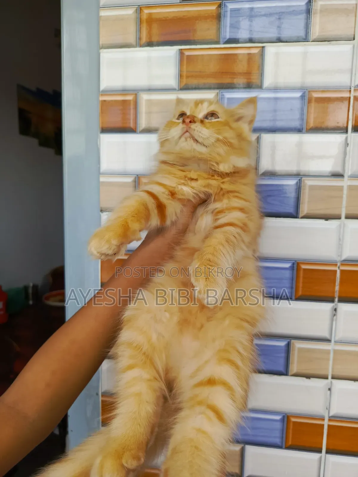 1-3 Months Female Purebred Persian