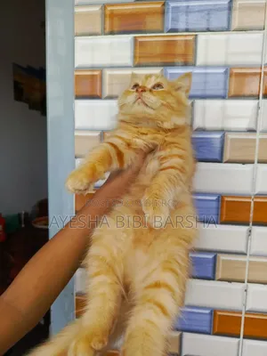 1-3 Months Female Purebred Persian