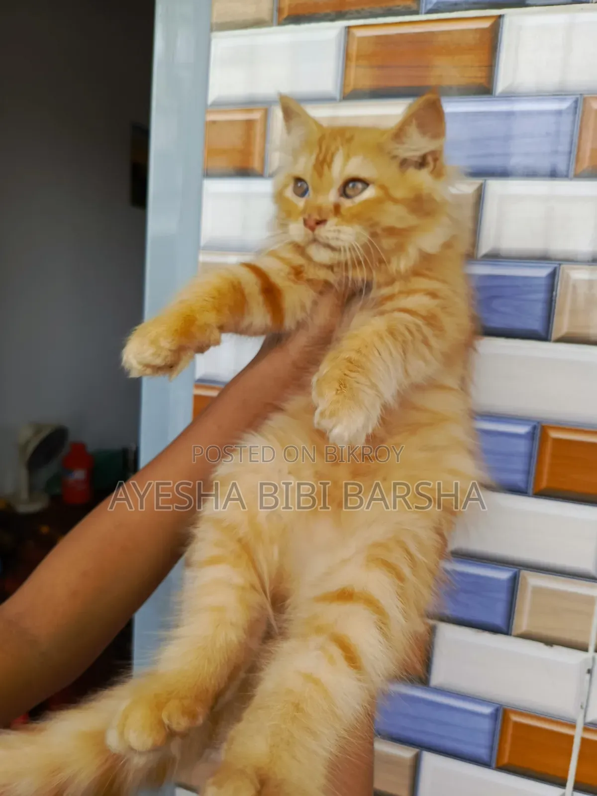 1-3 Months Female Purebred Persian