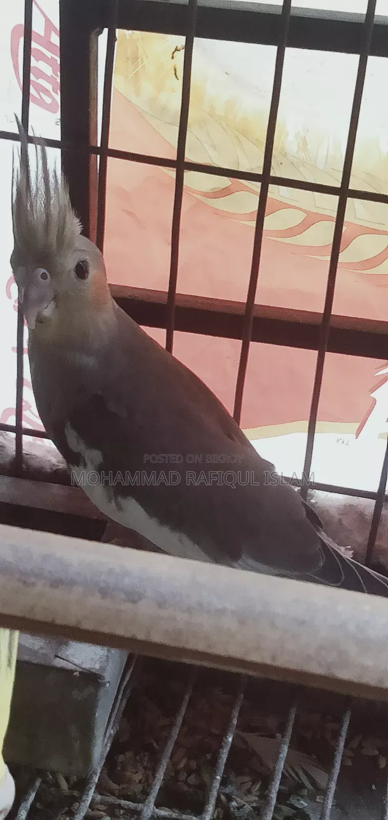 গ্রে ফন পাইড ককাটেল