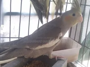 গ্রে ফন পাইড ককাটেল