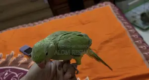 টেম রিংনেক বেবি