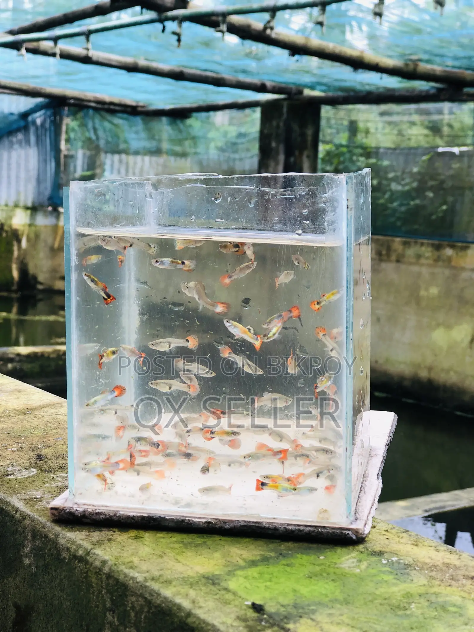 মিক্সড গப்பி