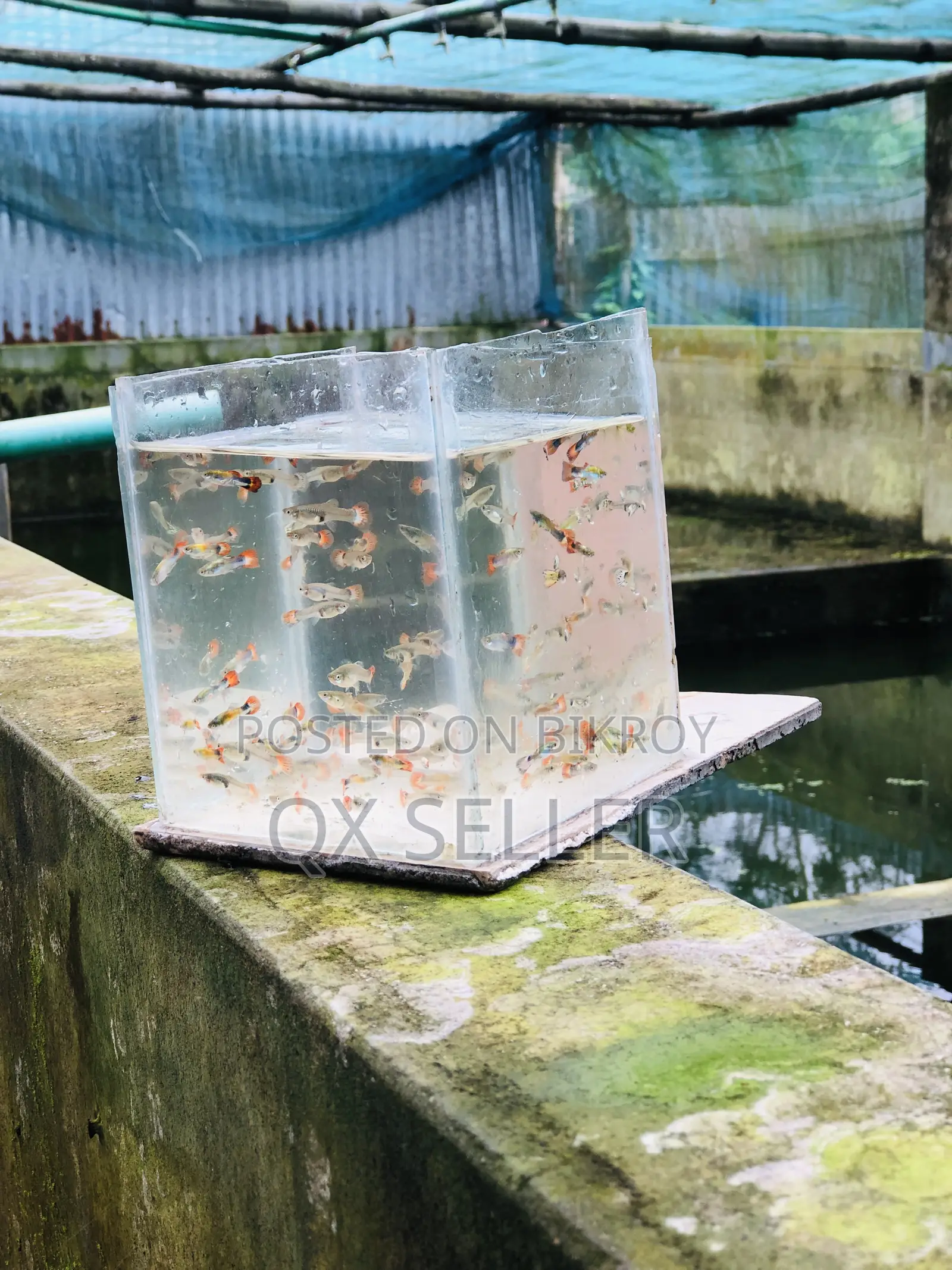 মিক্সড গப்பி