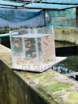 মিক্সড গப்பி