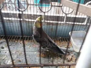 ব্রিডিং মেল ককটেল পাখি