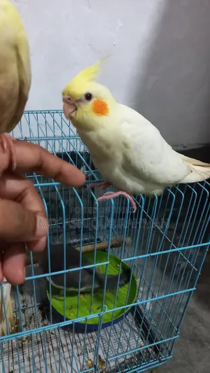 Hand Feed Tame Size Baby