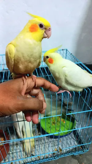 Hand Feed Tame Size Baby