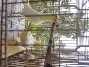 ২টি ফিমেল লুটিনো ককাটেল (লাল চোখ)