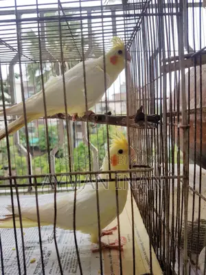 ২টি ফিমেল লুটিনো ককাটেল (লাল চোখ)