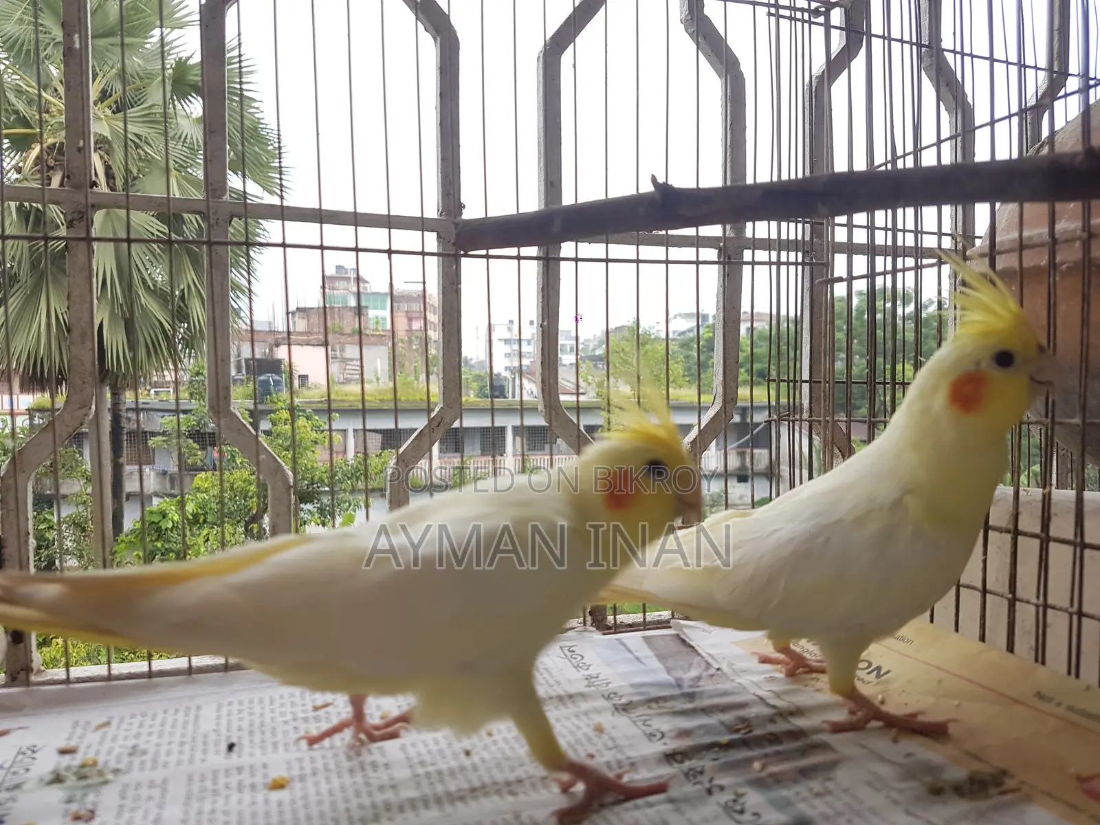 ২টি ফিমেল লুটিনো ককাটেল (লাল চোখ)