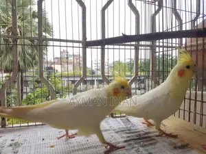 ২টি ফিমেল লুটিনো ককাটেল (লাল চোখ)