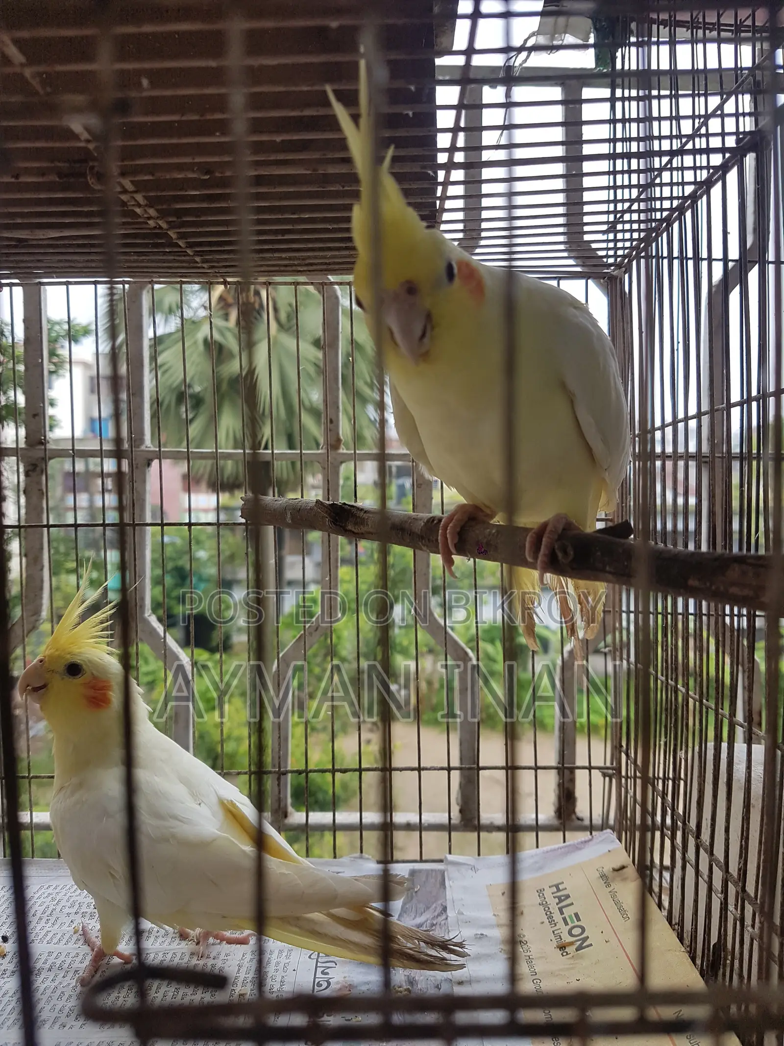 ২টি ফিমেল লুটিনো ককাটেল (লাল চোখ)