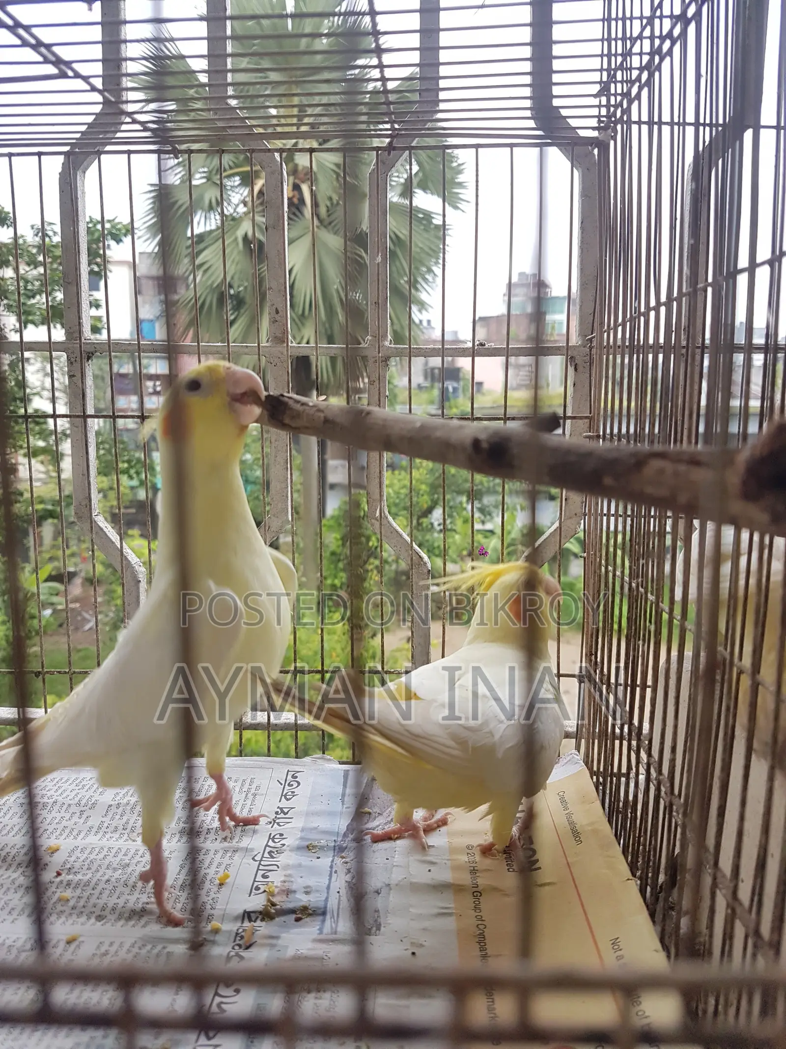 ২টি ফিমেল লুটিনো ককাটেল (লাল চোখ)