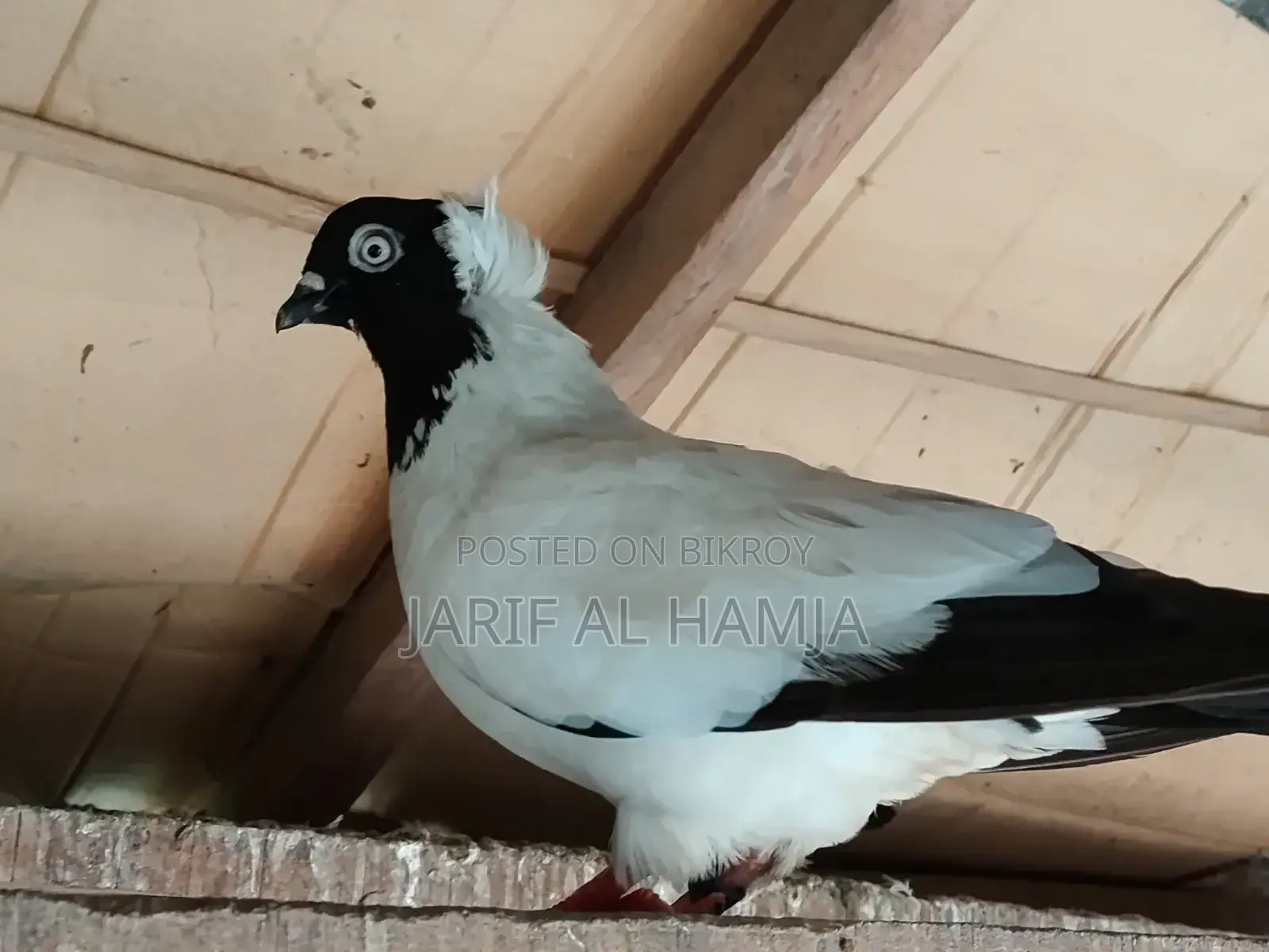 Black Nun Pigeon