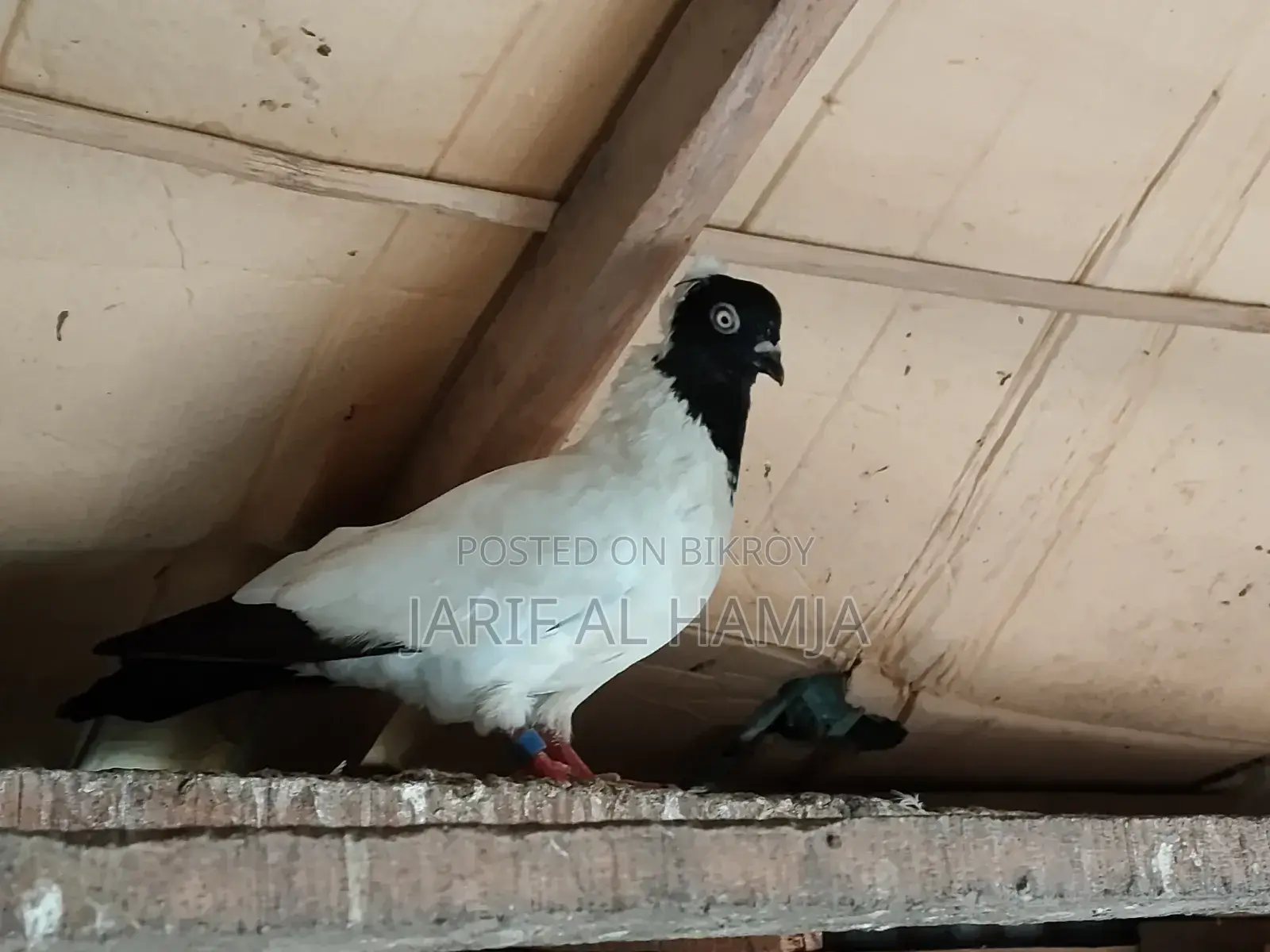 Black Nun Pigeon