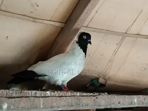 Black Nun Pigeon
