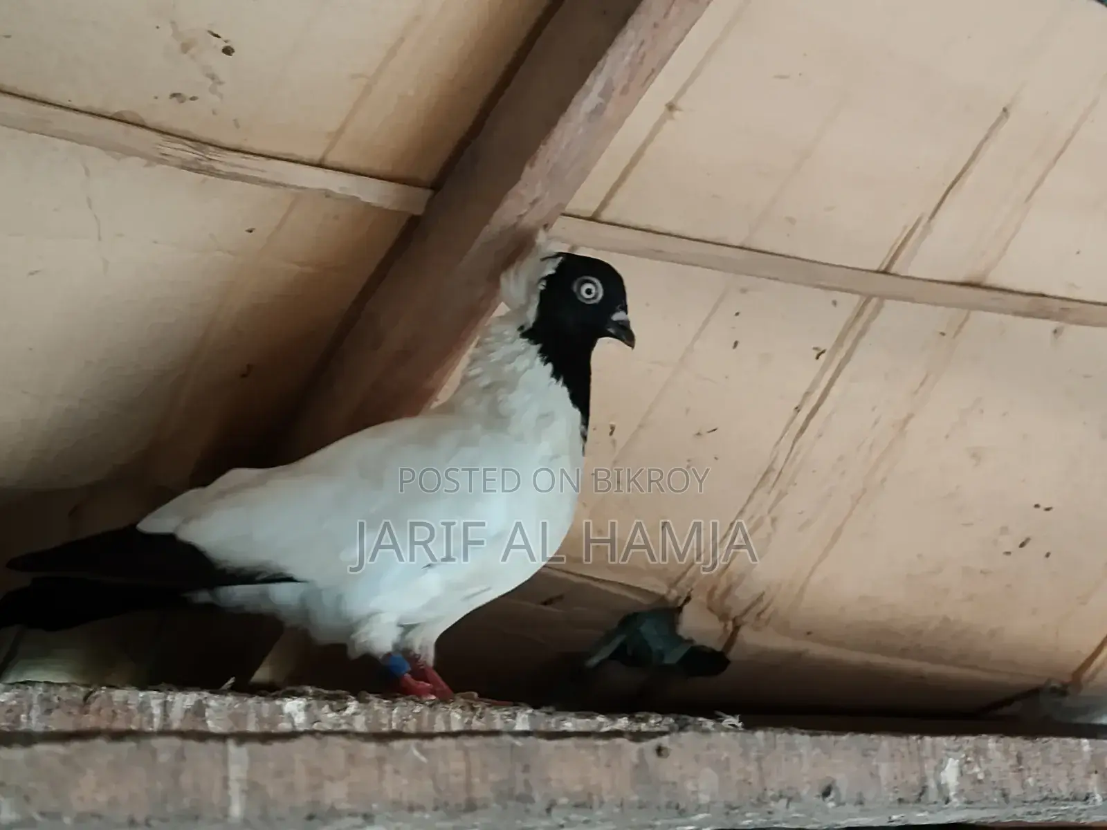 Black Nun Pigeon