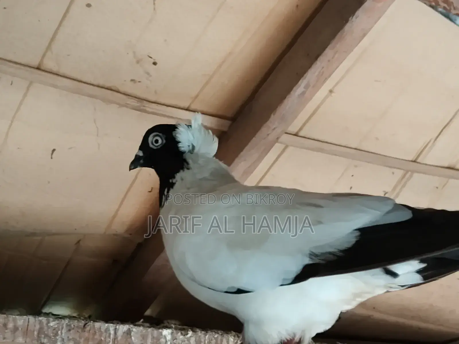 Black Nun Pigeon