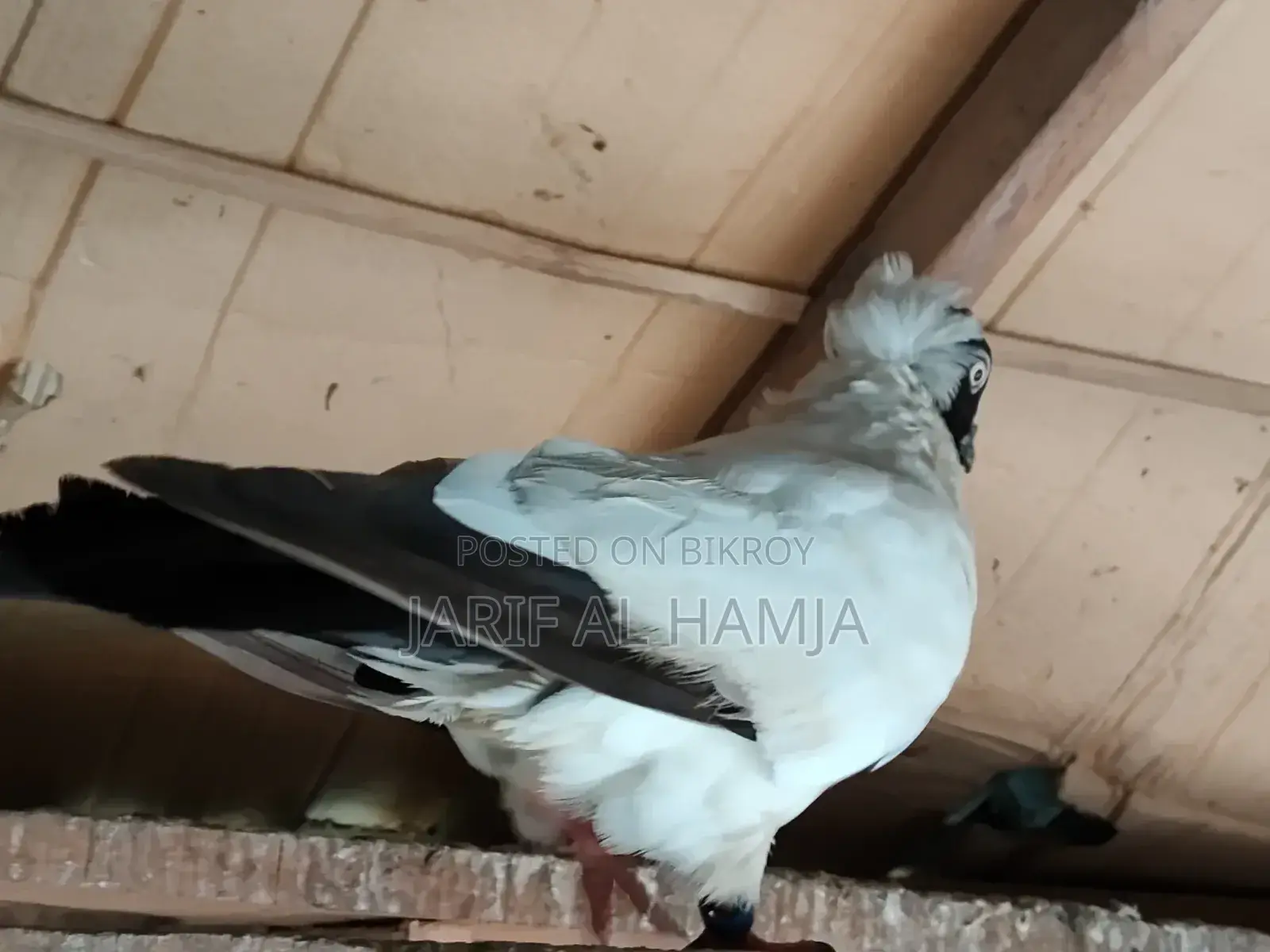 Black Nun Pigeon