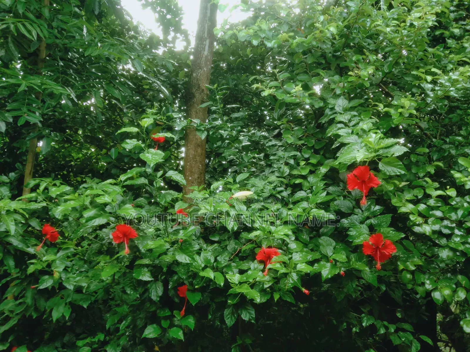 China Rose flower. Let me know if you need it.